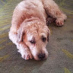 Meet your Posher, Steven